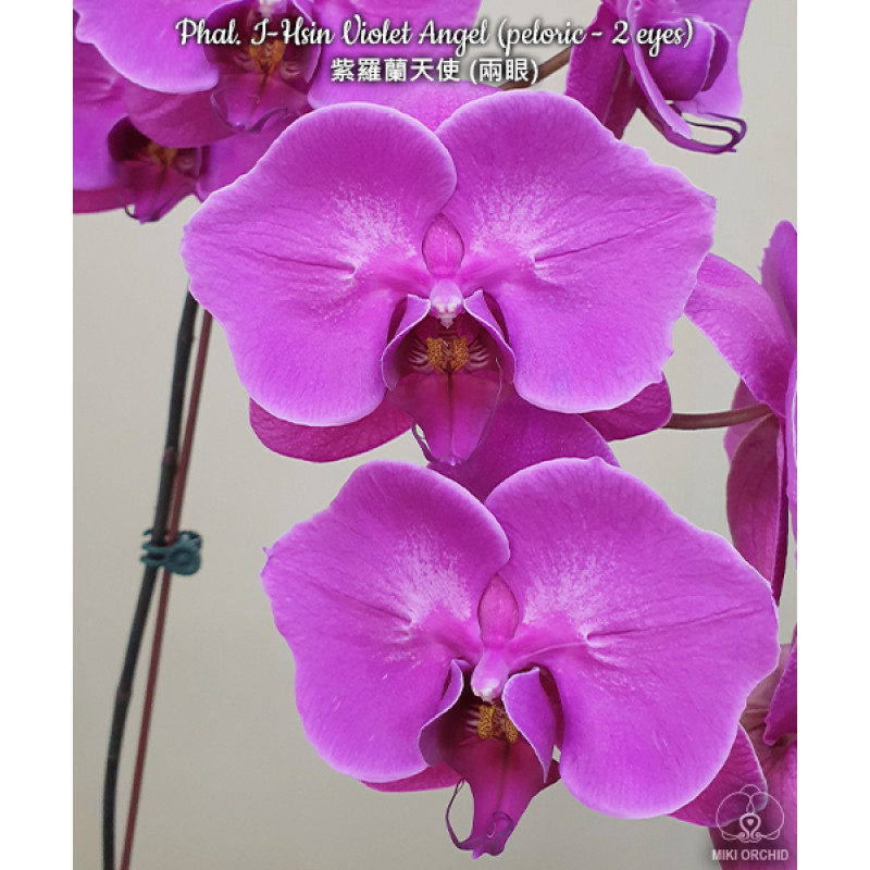 Порно минет және сперму жұтылу